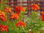 20081117msg158.jpg