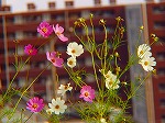 20081117msg159.jpg