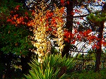 20081117msg162.jpg
