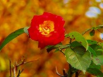20081117msg163.jpg