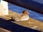 20081119msg010.jpg