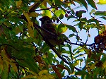 20081119msg052.jpg