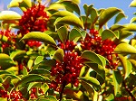 20081119msg063.jpg