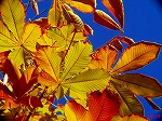 20081119msg070.jpg