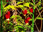 20081119msg091.jpg