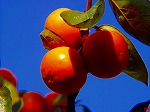 20081119msg094.jpg
