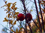 20081119msg098.jpg