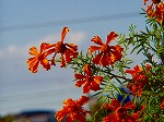 20081119msg105.jpg