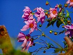 20081119msg109.jpg