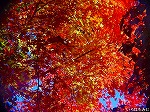 20081203mmj002.jpg