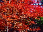 20081203mmj009.jpg