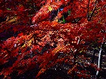 20081203mmj010.jpg
