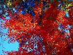 20081203mmj015.jpg
