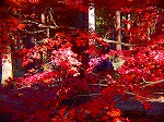 20081203mmj021.jpg