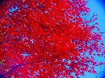 20081203mmj042.jpg