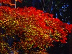 20081203mmj062.jpg
