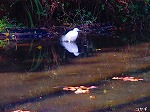 20081203mmj064.jpg