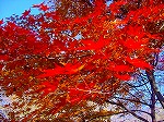 20081203mmj072.jpg