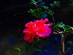 20081203mmj073.jpg