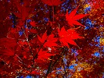 20081203mmj076.jpg