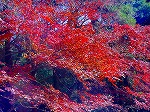 20081203mmj086.jpg
