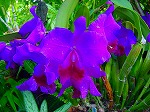 20081203mmj098.jpg
