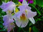 20081203mmj099.jpg