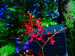 20081203mmj100.jpg