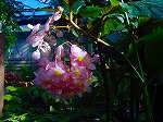 20081203mmj105.jpg