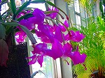 20081203mmj113.jpg