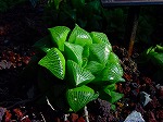 20081203mmj117.jpg