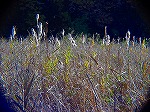 20081203mmj136.jpg
