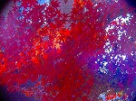 20081203mmj137.jpg
