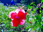 20081203mmj138.jpg
