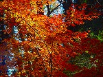 20081203mmj160.jpg