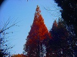 20081203mmj166.jpg