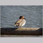 20081229msg039kogamo.jpg