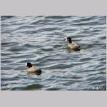 20081229msg096ooban.jpg