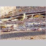 20081229msg182aoji2.jpg