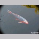 20081229msg194koi.jpg