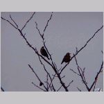 20090122msg036t.jpg