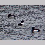 20090122msg075kkr.jpg