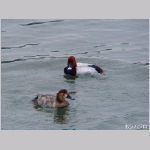 20090122msg079h.jpg