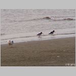 20090228msg010k.jpg