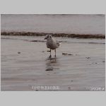20090228msg040k.jpg