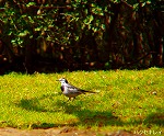 20090305ksm005k.jpg