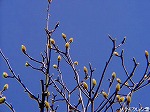 20090305ksm008.jpg