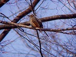 20090305ksm013.jpg