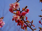 20090305ksm025.jpg
