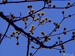 20090305ksm029.jpg